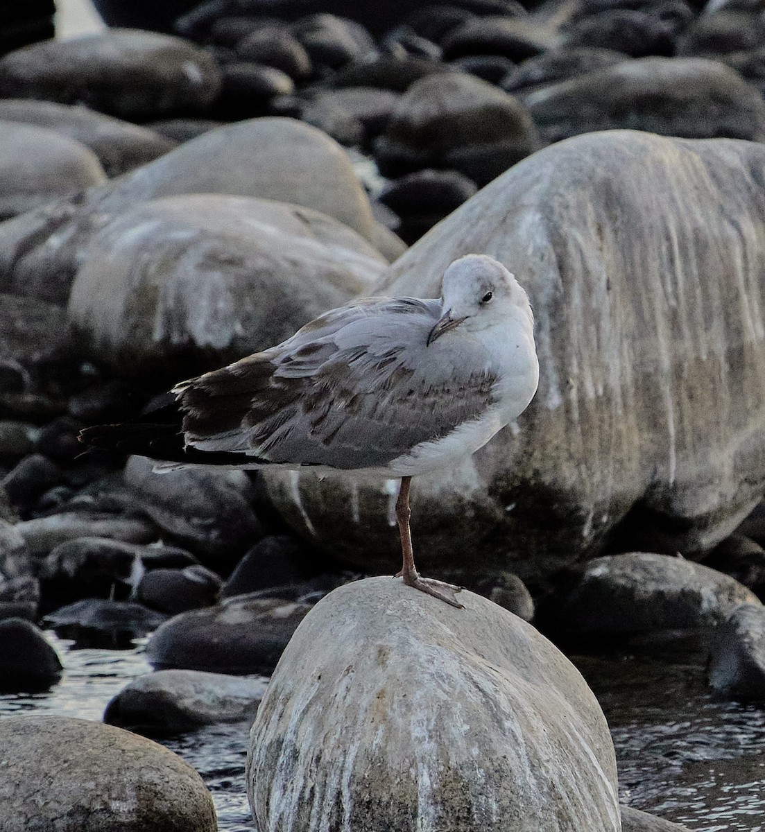 Мартин сіроголовий - ML647430369