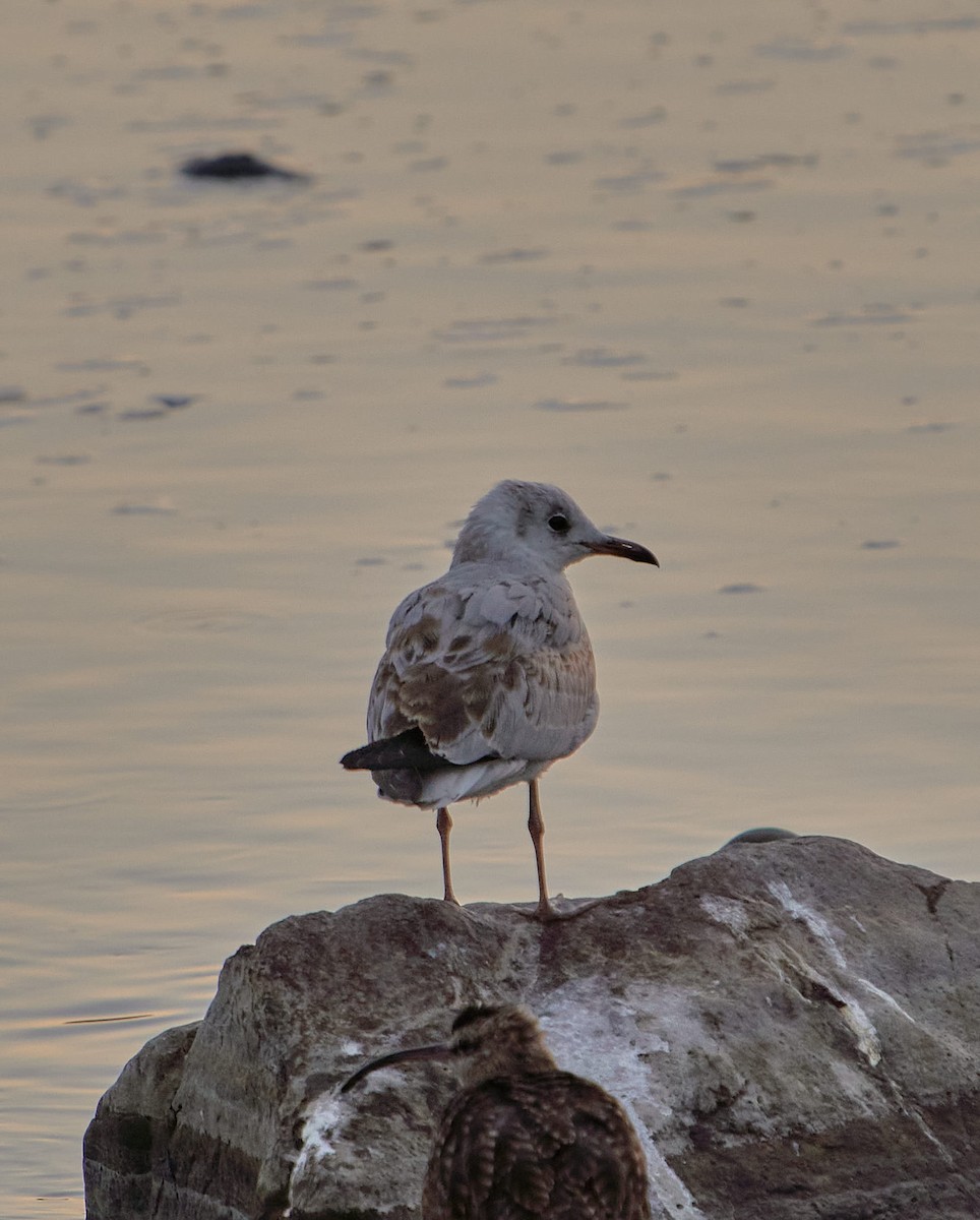 Мартин сіроголовий - ML647430370