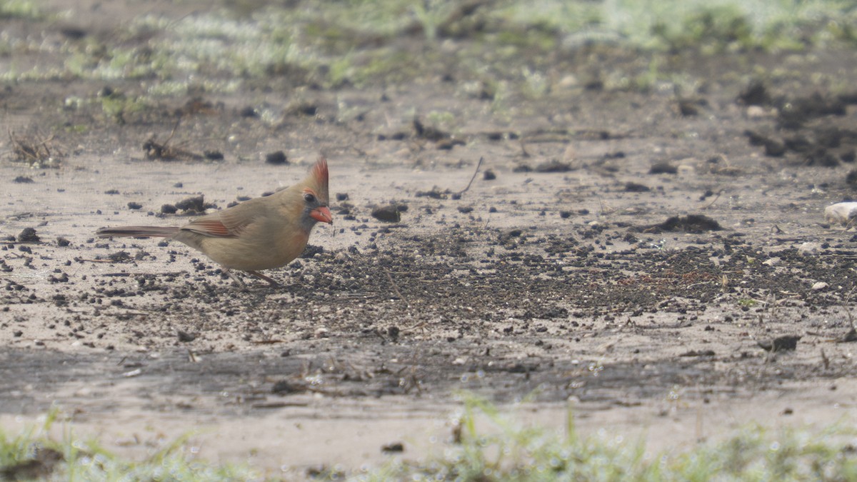 Northern Cardinal - ML647430371