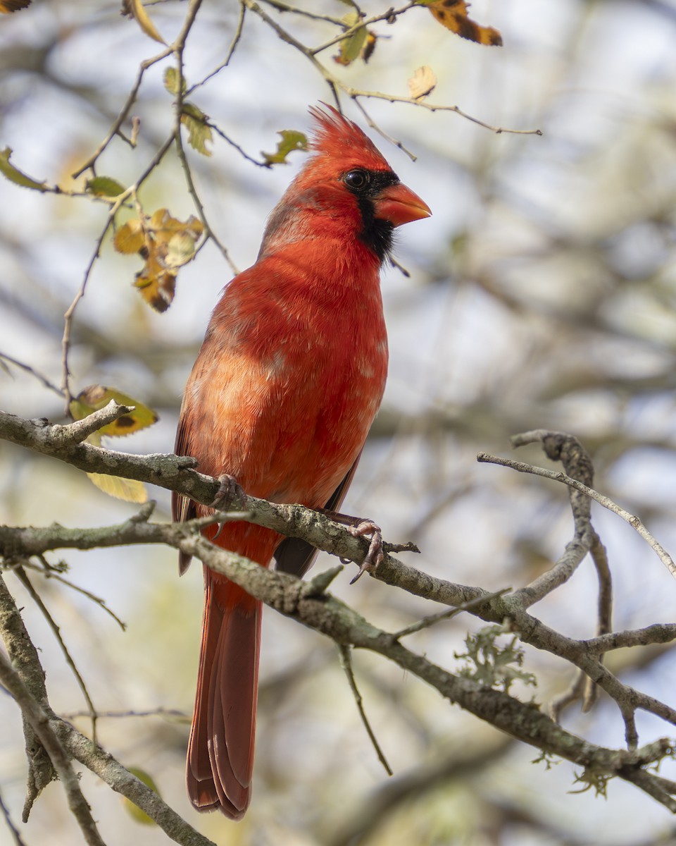 Northern Cardinal - ML647430372