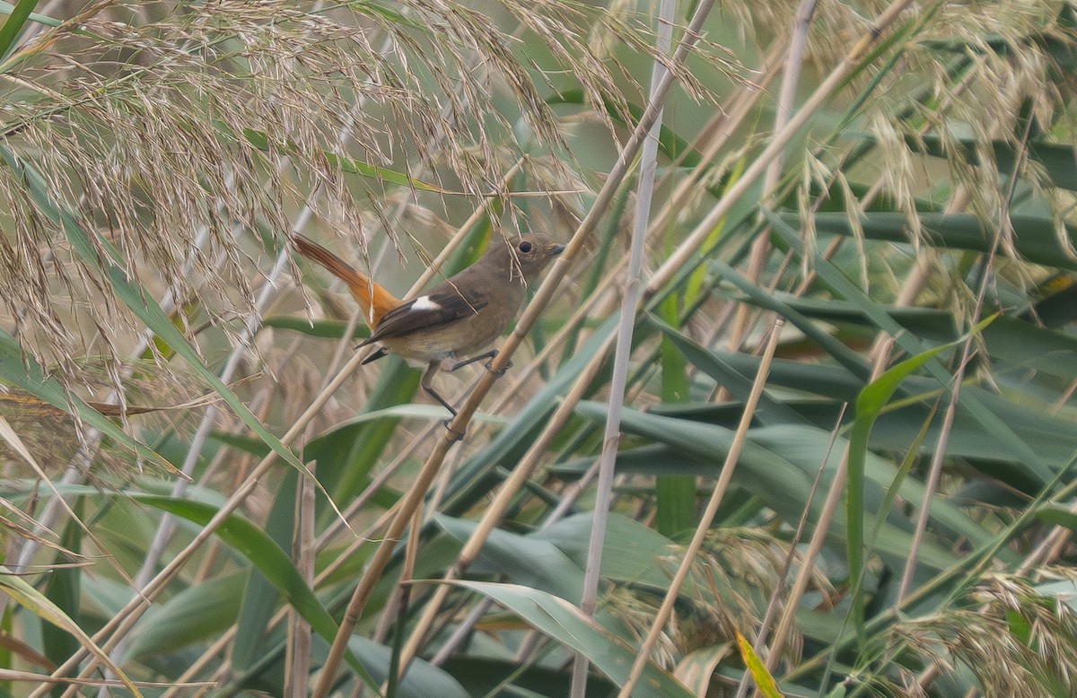 חכלילית סיבירית - ML647430377