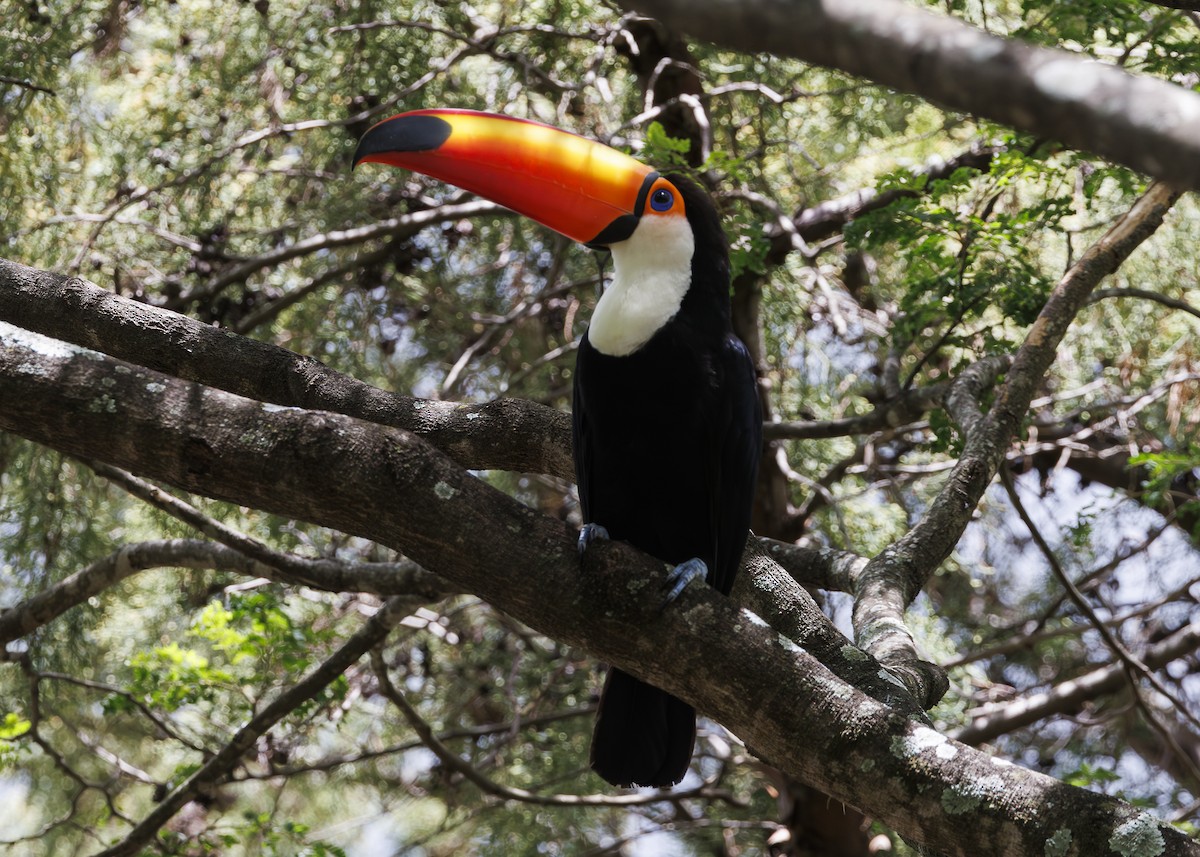 Toco Toucan - ML647430384