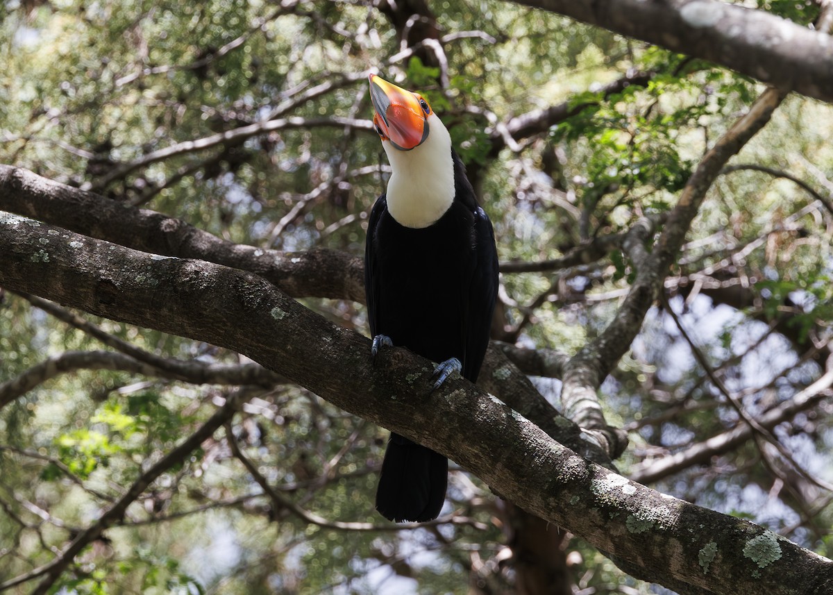 Toco Toucan - ML647430385