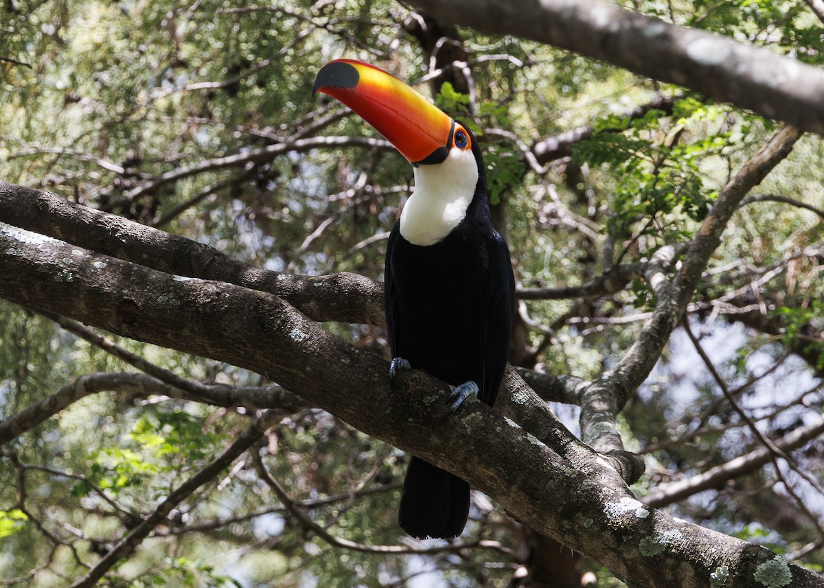 Toco Toucan - ML647430386