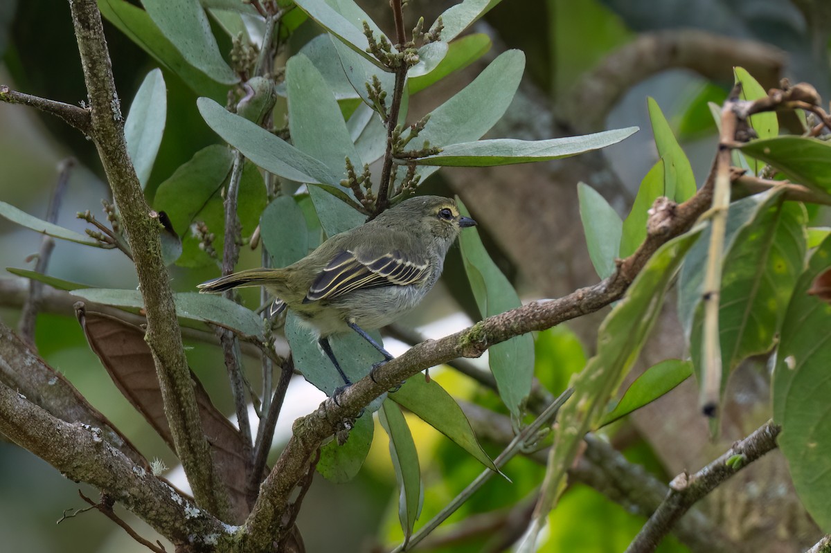 Tyranneau à face d'or - ML647430391