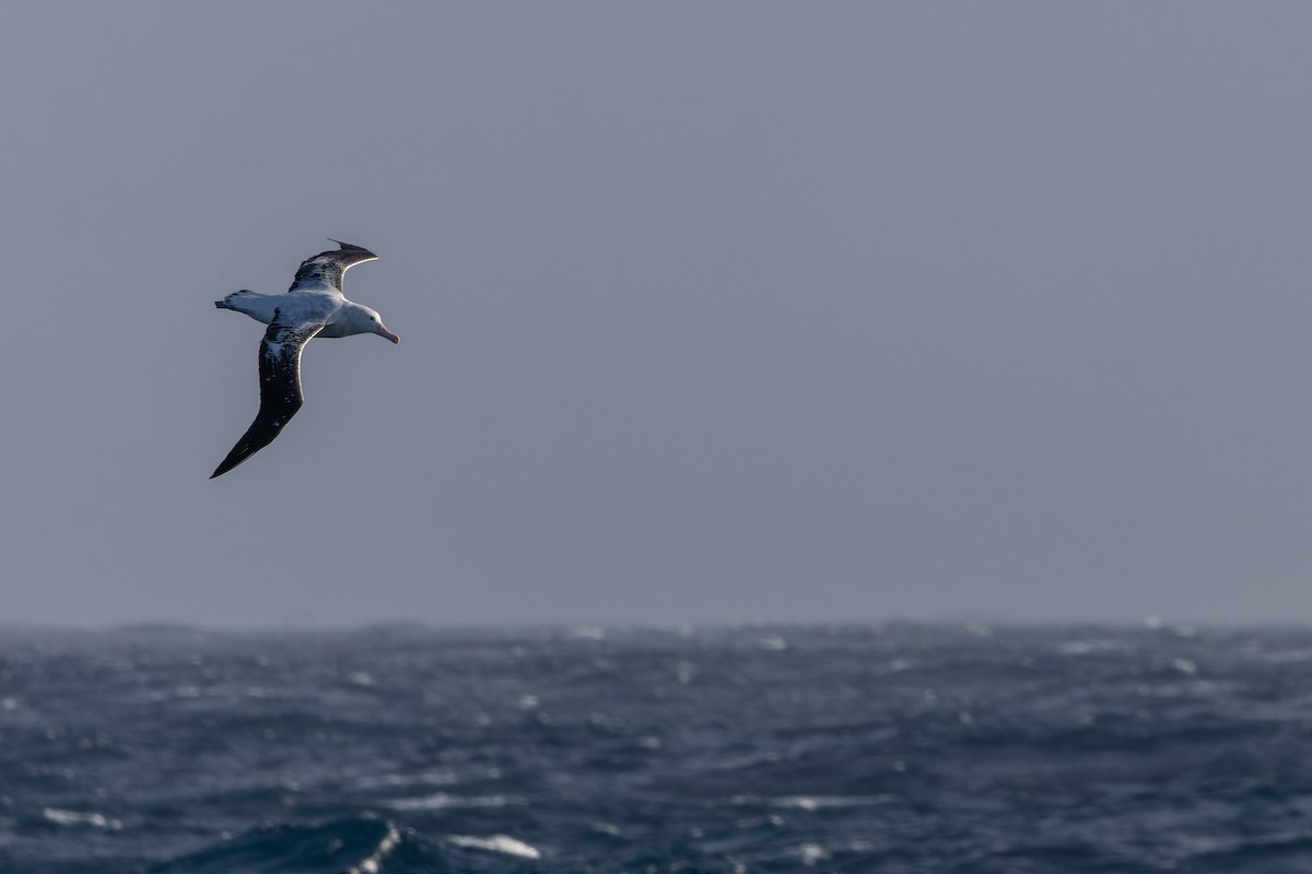 Antipodean Albatross (Gibson's) - ML647430398
