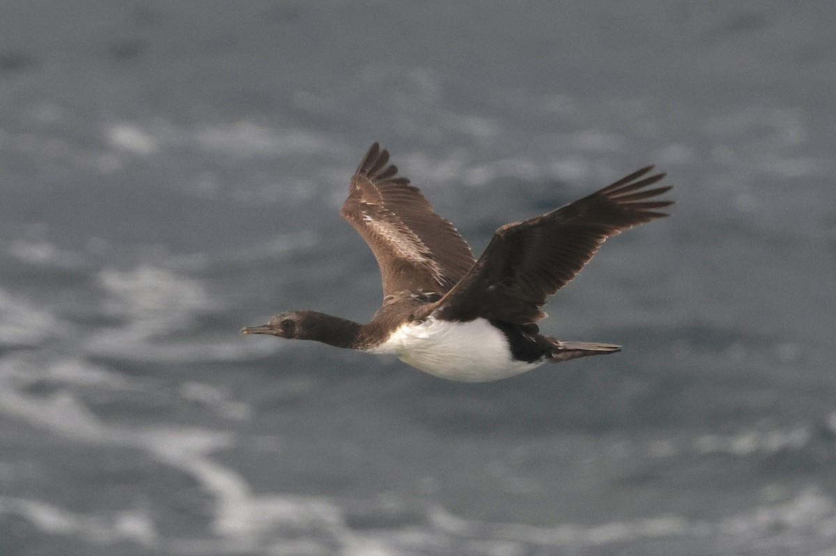 Оклендский баклан - ML647430422