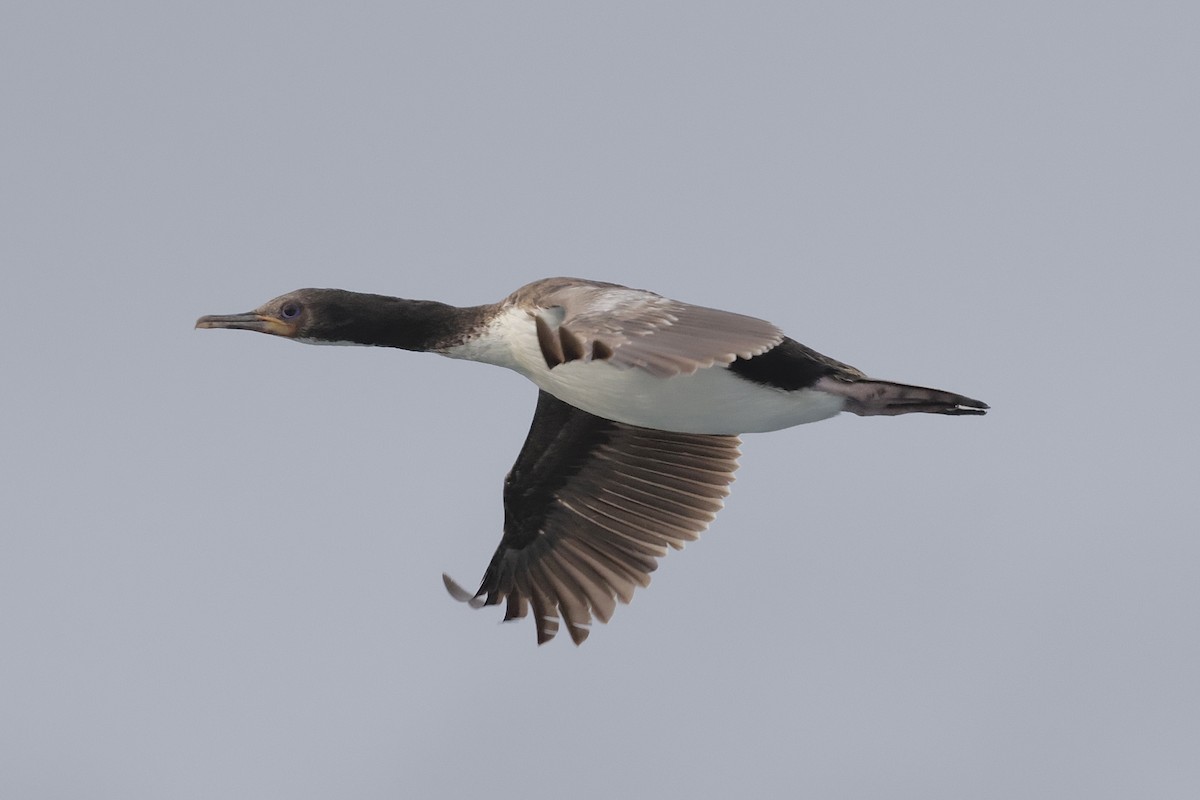 Оклендский баклан - ML647430423