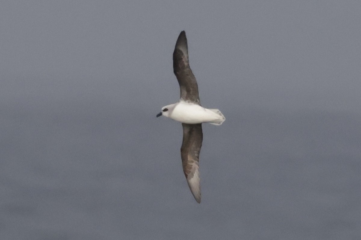 Белоголовый тайфунник - ML647430427