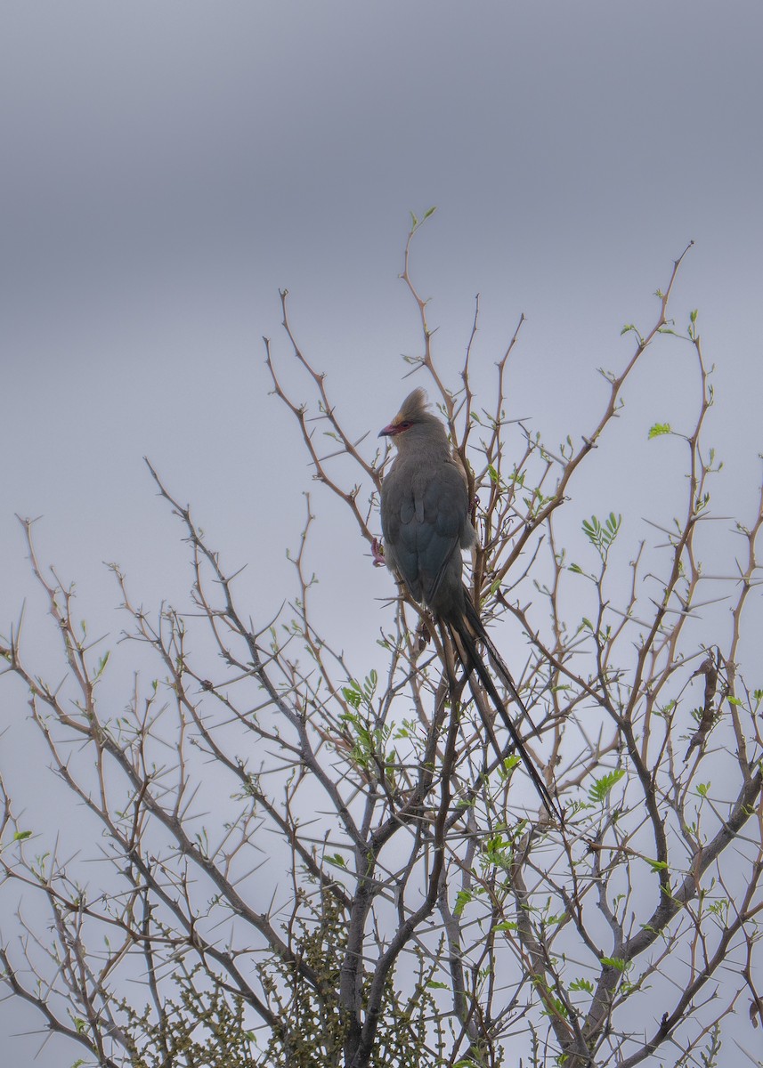 Red-faced Mousebird - ML647430455
