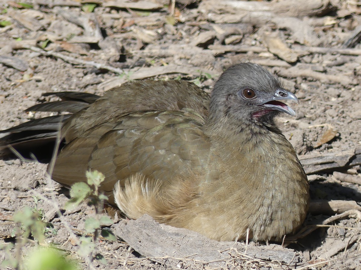 Plain Chachalaca - ML647430465