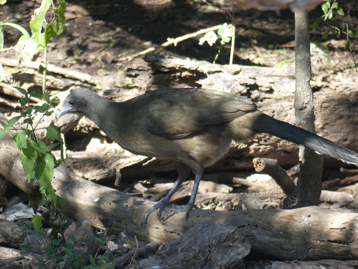 Plain Chachalaca - ML647430467