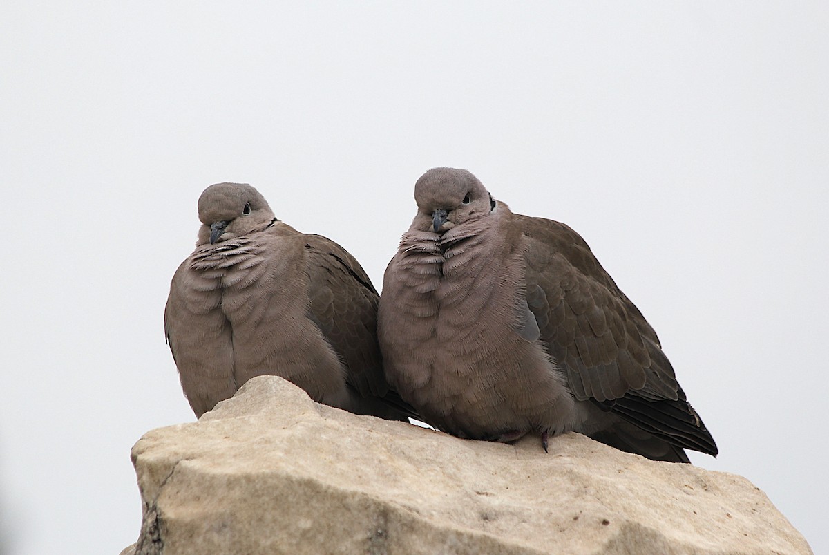 灰斑鳩 - ML647430471