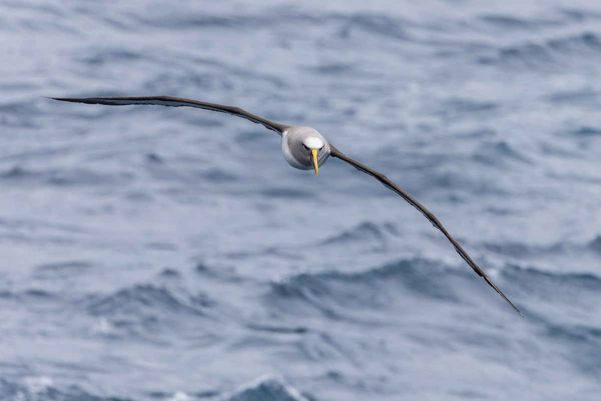 Buller albatrosa - ML647430475