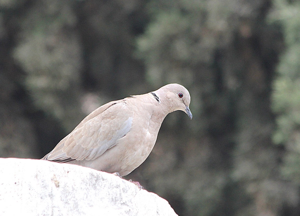 灰斑鳩 - ML647430477