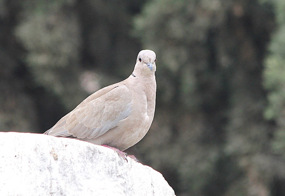 灰斑鳩 - ML647430485