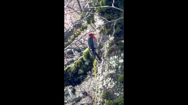 Red-breasted Sapsucker - ML647430486