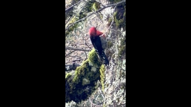 Red-breasted Sapsucker - ML647430488