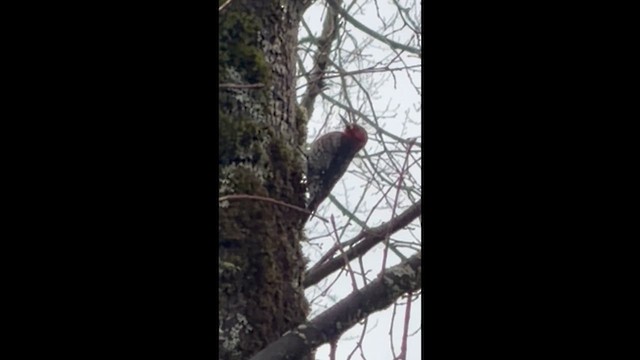 Red-breasted Sapsucker - ML647430489