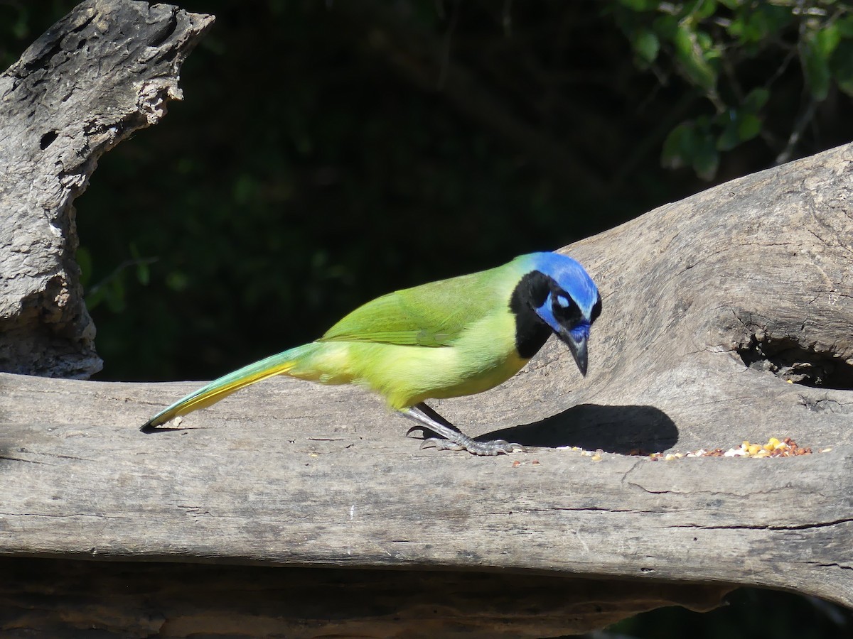 Inkablaurabe - ML647430494