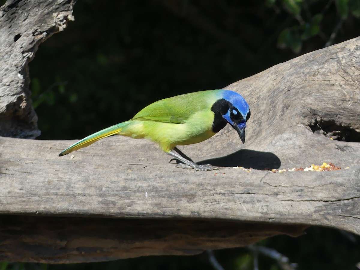 Inkablaurabe - ML647430495