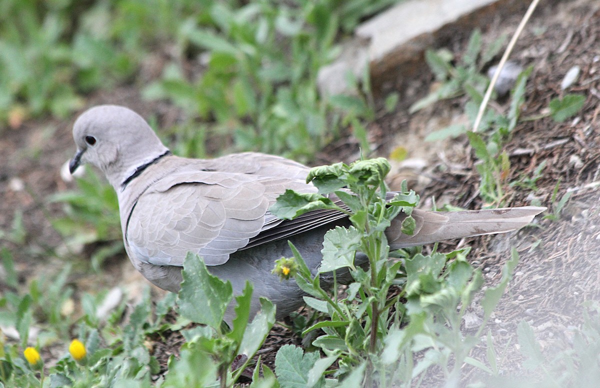 灰斑鳩 - ML647430499