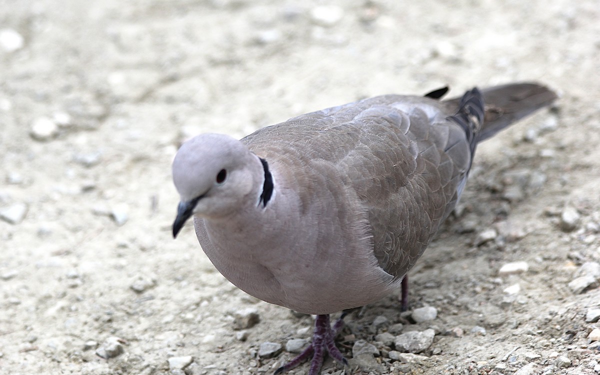 灰斑鳩 - ML647430503