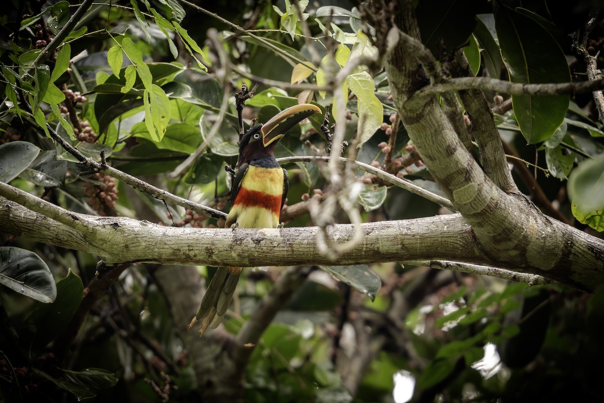 arassari hnědouchý - ML647430507