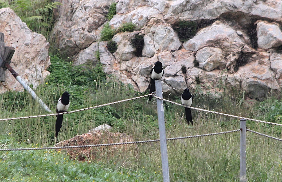 Eurasian Magpie - ML647430510