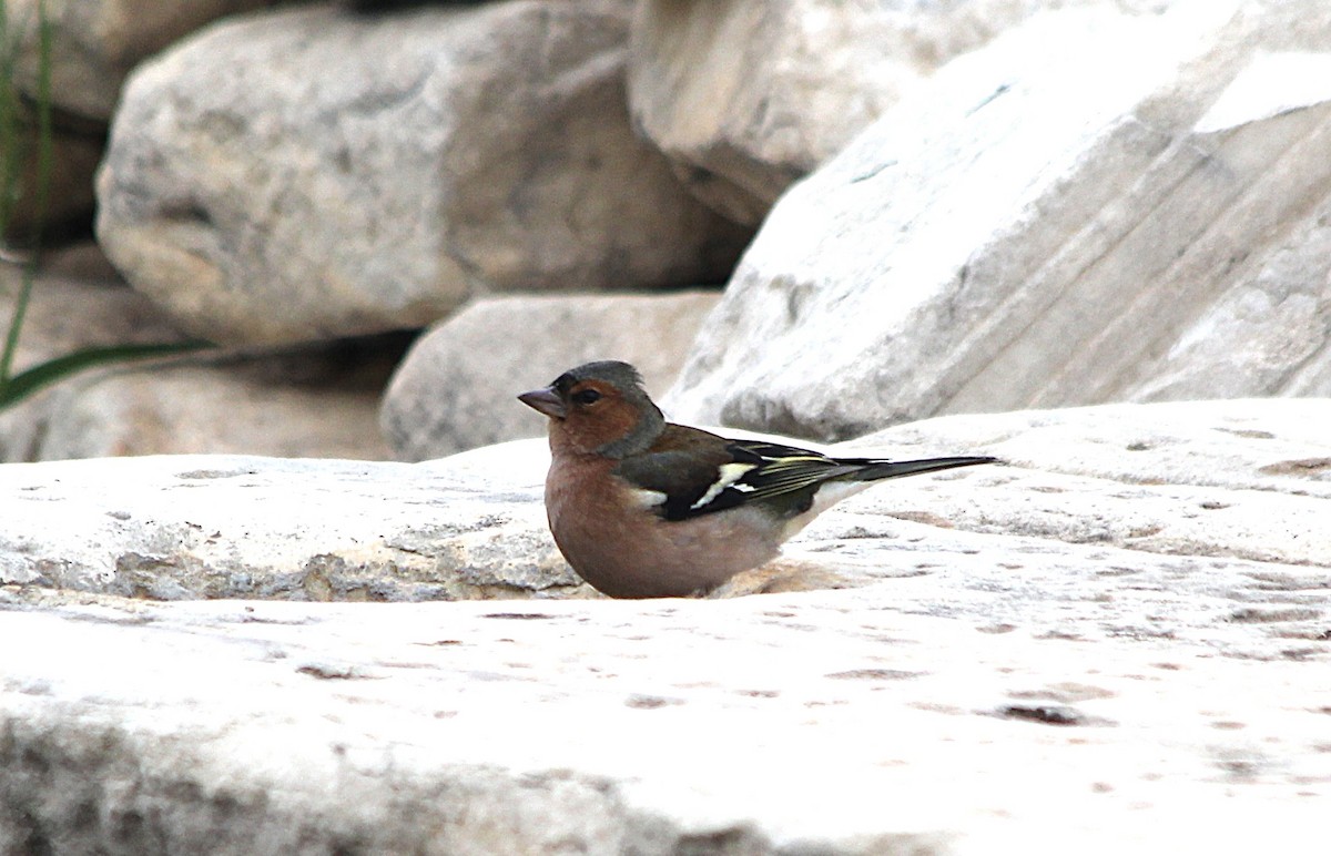 Common Chaffinch - ML647430519