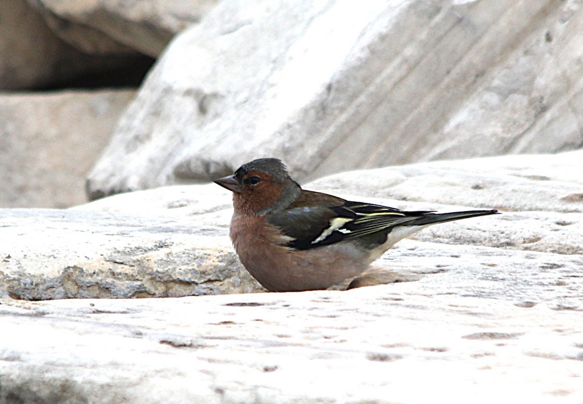 Common Chaffinch - ML647430526