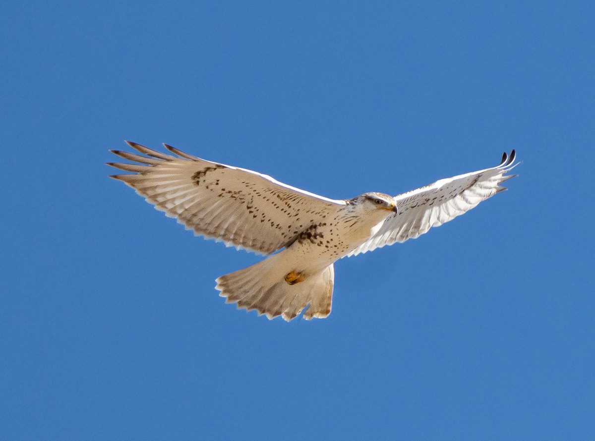 Ferruginous Hawk - ML647430537