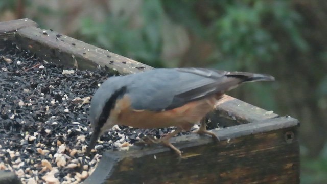 Eurasian Nuthatch - ML647430543