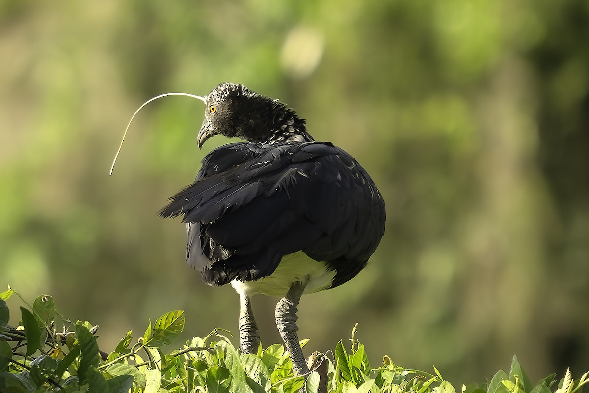 Chajá Añuma - ML647430572