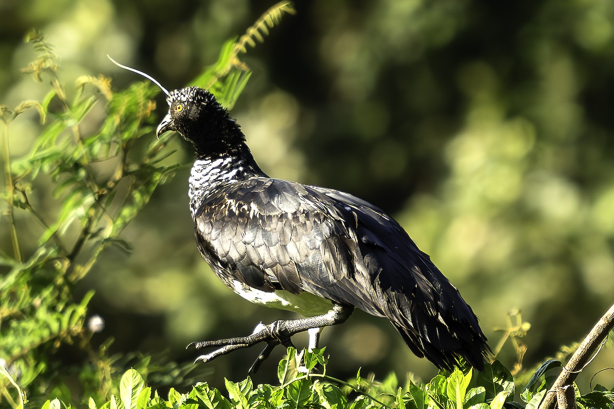 Chajá Añuma - ML647430573