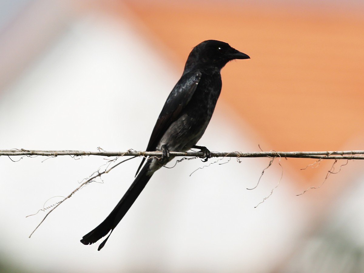 Black Drongo - ML647430578