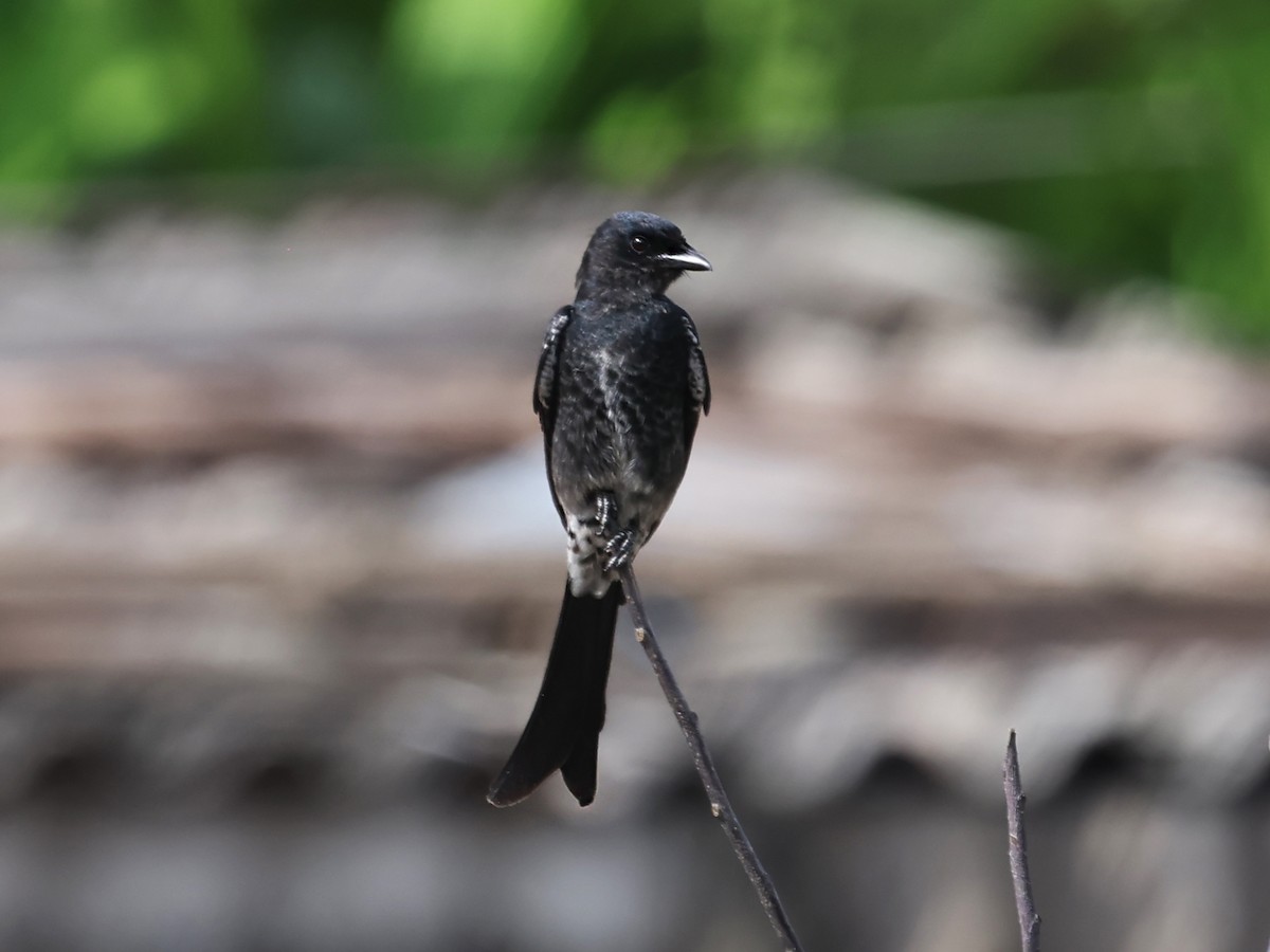 Black Drongo - ML647430579