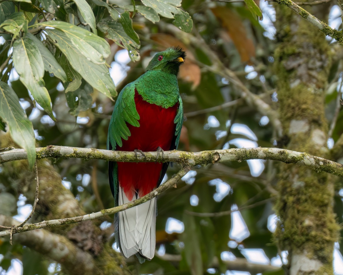 Quetzal antisien - ML647430582