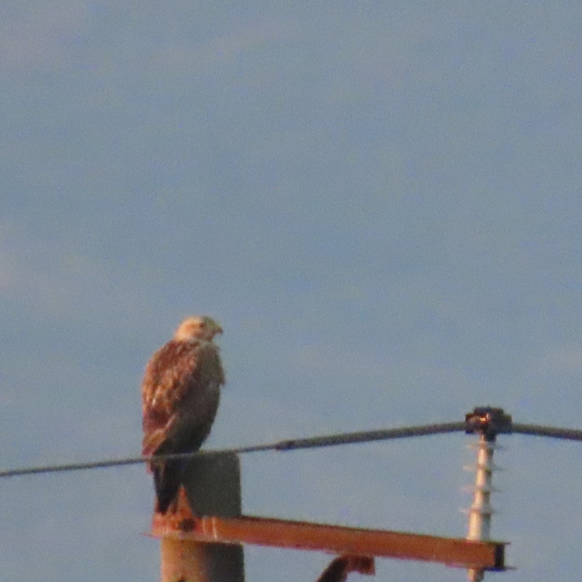 Long-legged Buzzard - ML647430598
