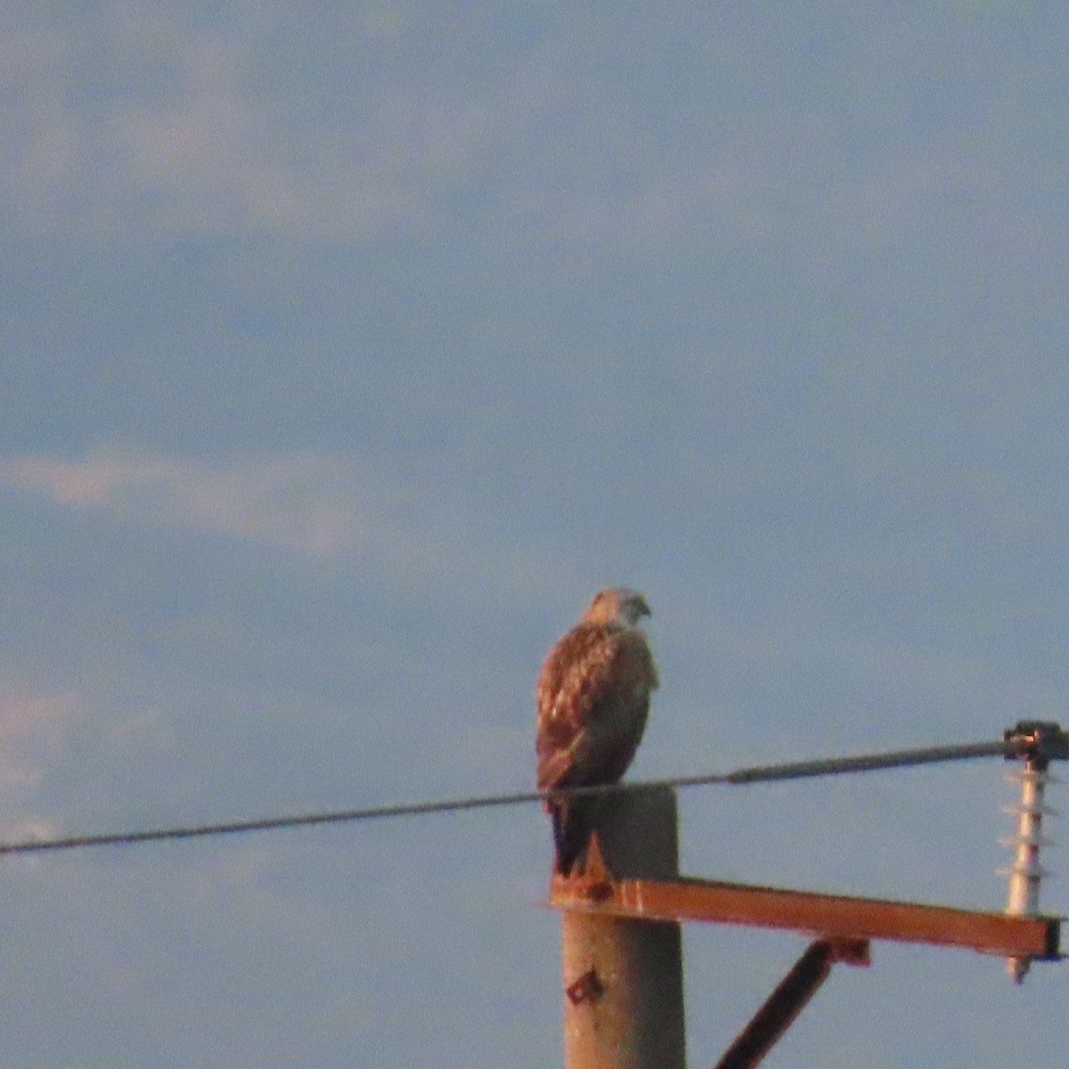 Long-legged Buzzard - ML647430599