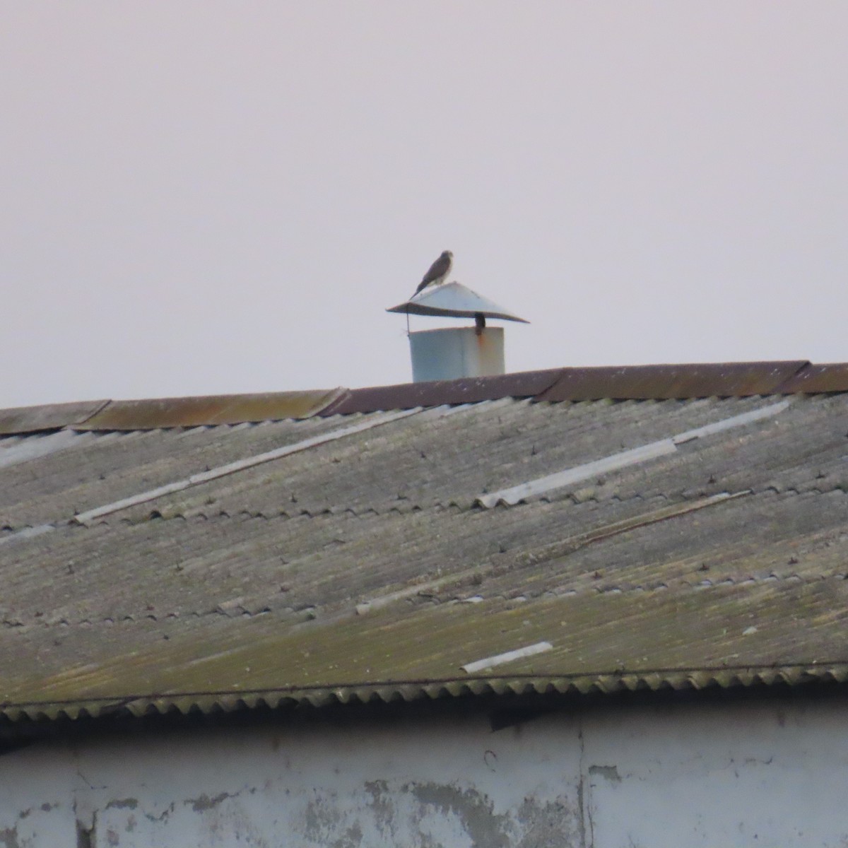 jestřáb lesní - ML647430610