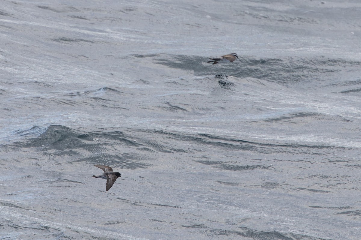 fregattstormsvale - ML647430628