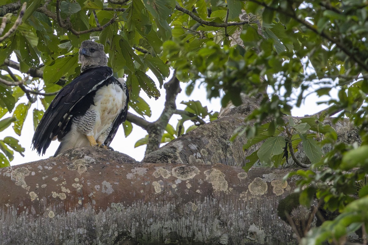 Harpy Eagle - ML647430629
