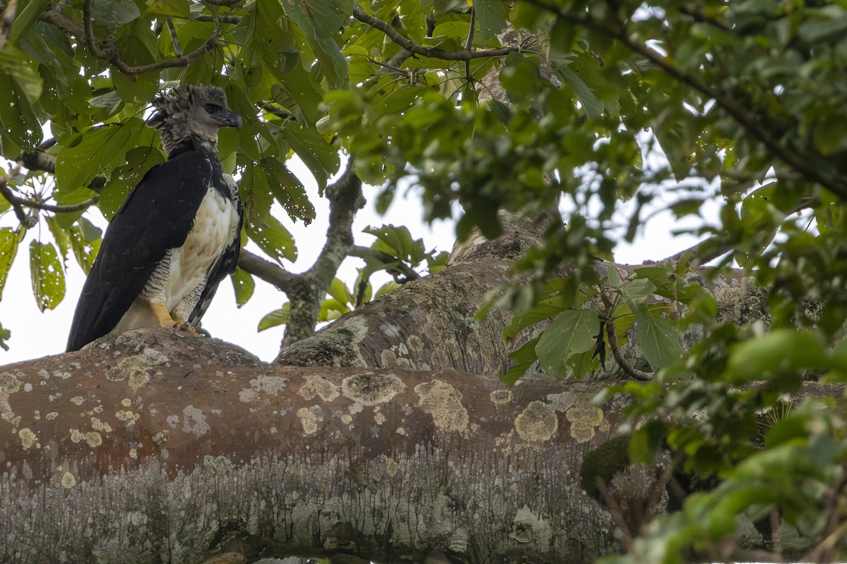 Harpy Eagle - ML647430633
