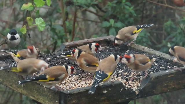European Goldfinch - ML647430654