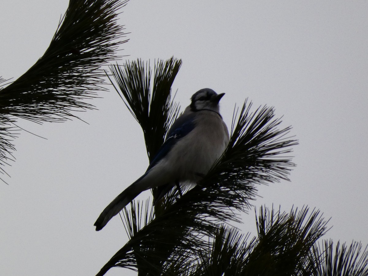 Blue Jay - ML647430662