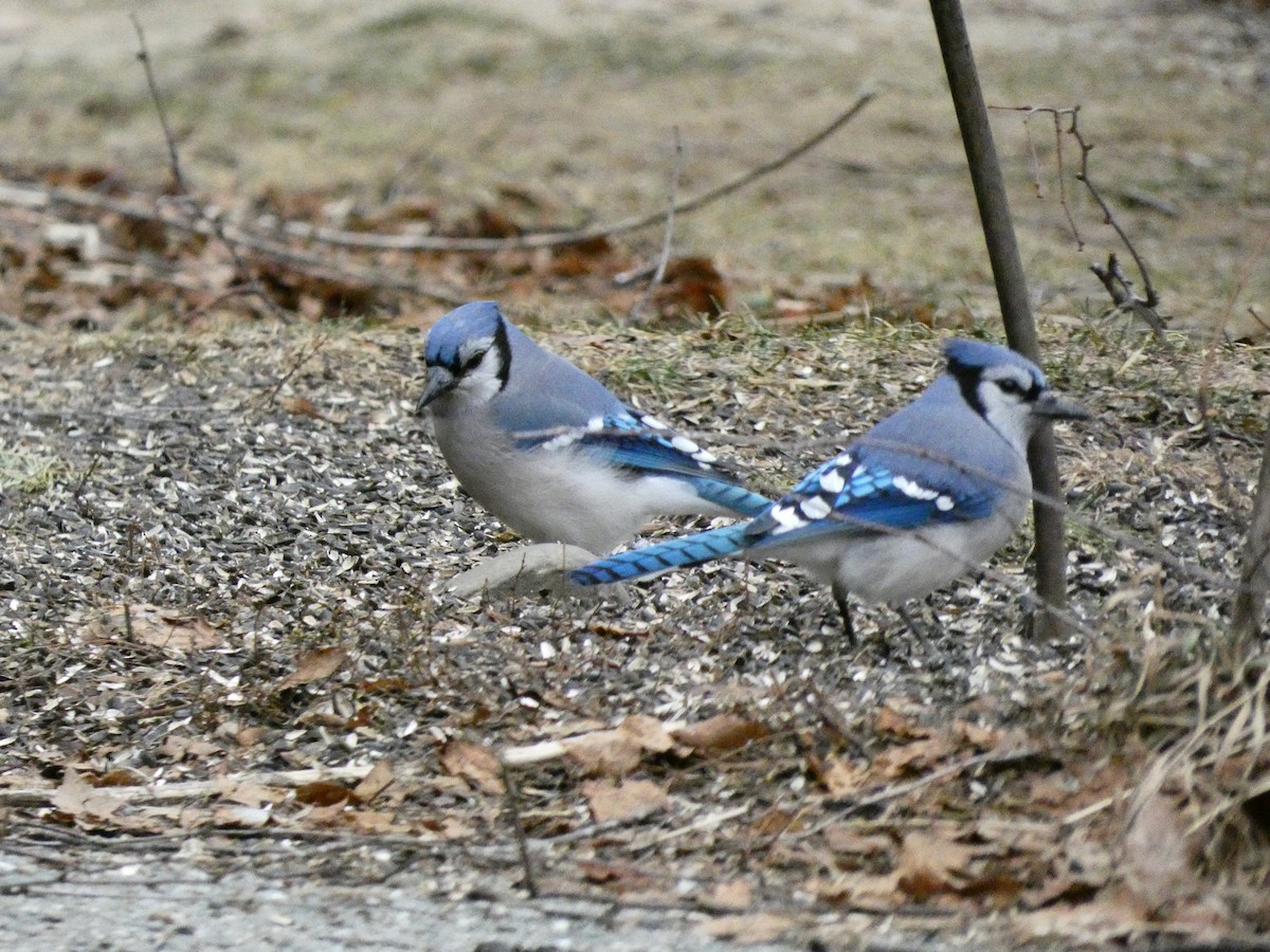 Blue Jay - ML647430664