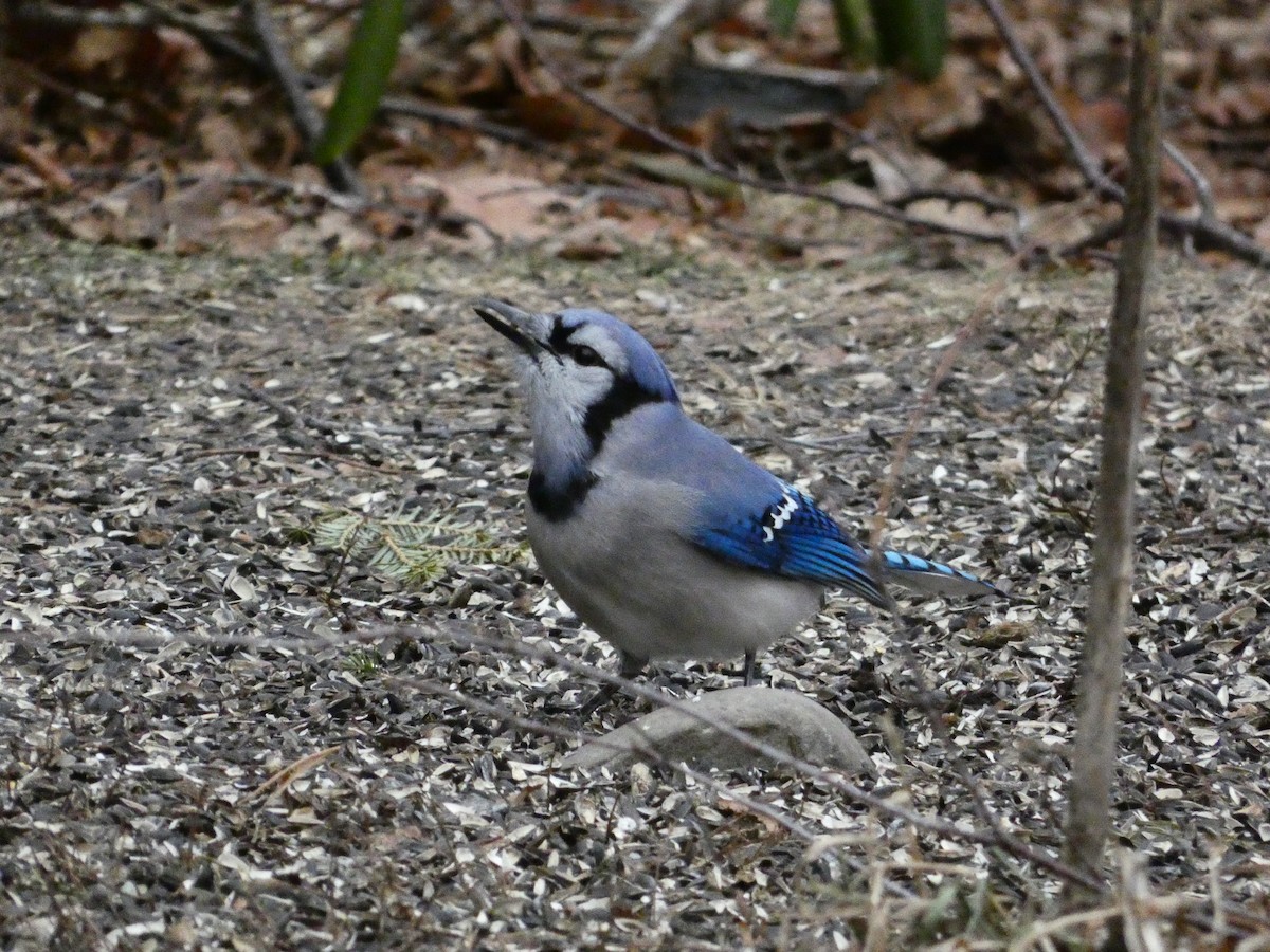 Blue Jay - ML647430680