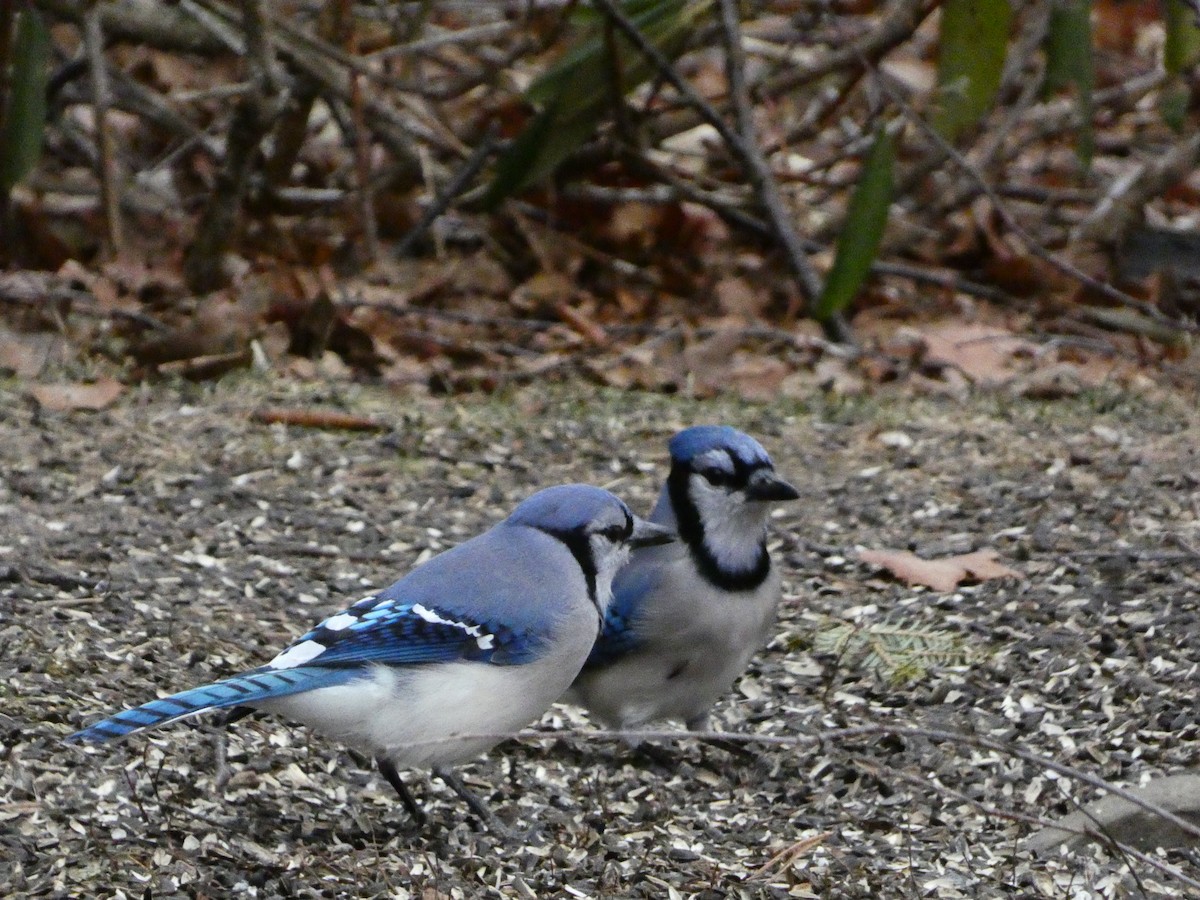 Blue Jay - ML647430682