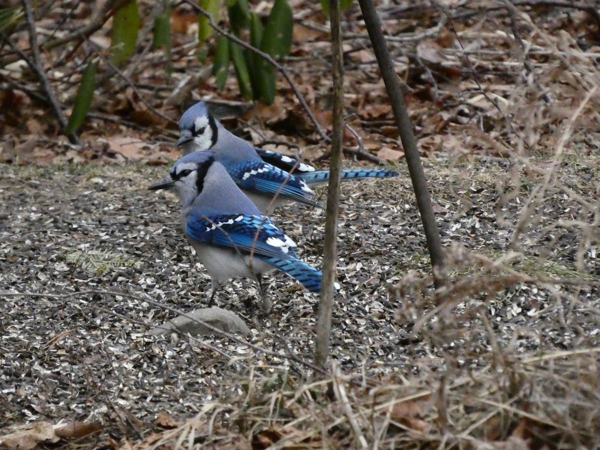 Blue Jay - ML647430683
